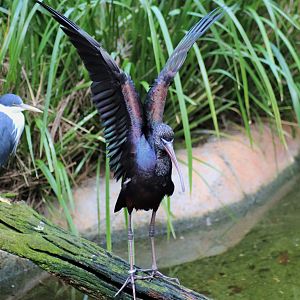 Glossy Ibis (Plegadis falcinellus) and Pied Heron (Ardea picata)