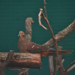 Brown Cuckoo-dove (Macropygia phasianella)