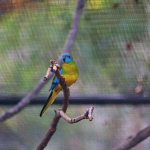 Turquoise Parrot (Neophema pulchella)