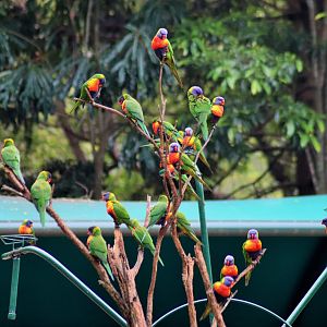 Wild Rainbow Lorikeets (Trichoglossus moluccanus)
