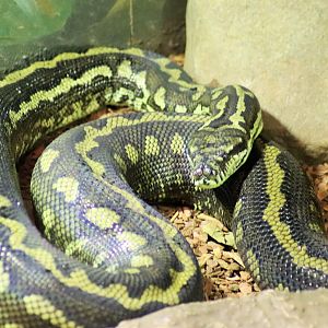 Jungle Carpet Python (Morelia spilota cheynei)