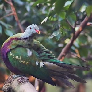 Wompoo Fruit Dove (Ptilinopus magnificus)
