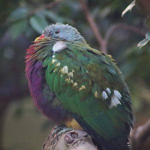 Wompoo Fruit Dove (Ptilinopus magnificus)