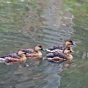 Wild Wandering Whistling-Ducks (Dendocygna arcuata)