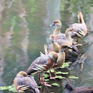 Wild Plumed Whistling-Ducks (Dendrocygna eytoni)