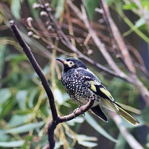 Regent Honeyeater (Anthochaera phrygia)