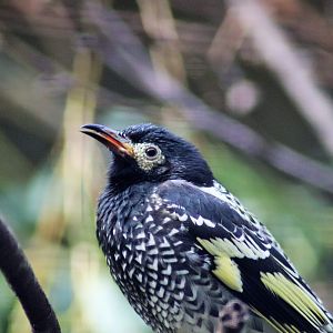 Regent Honeyeater (Anthochaera phrygia)