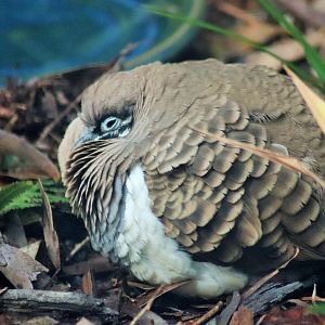 Squatter Pigeon (Geophaps scripta)