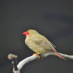 Star Finch (Neochmia ruficauda)