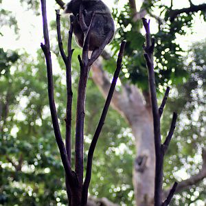 Koala Sitting in a Comfortable Branch...