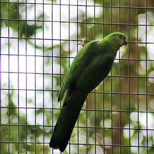 Female Australian King Parrot (Alisterus scapularis)