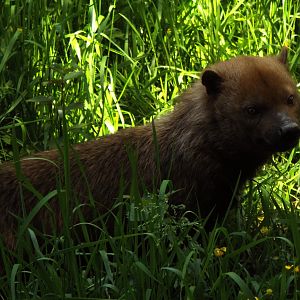New Bush Dog Exmoor Zoo