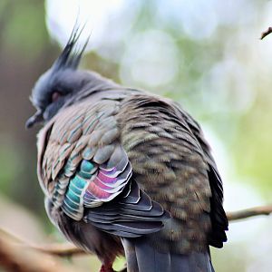 Crested Pigeon (Ocyphaps lophotes)