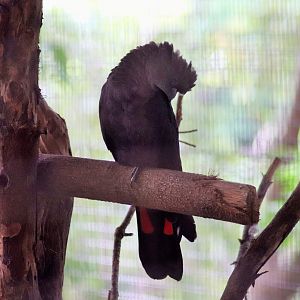 Glossy Black Cockatoo (Calyptorhynchus lathami)
