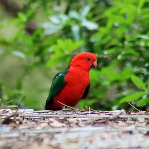 Wild Australian King Parrot (Alisterus scapularis)