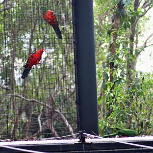 Wild and Captive King Parrots (Alisterus scapularis)
