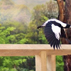 White-backed Magpie (Cracticus tibicen hypoleuca)