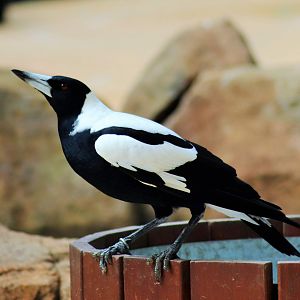 White-backed Magpie (Cracticus tibicen hypoleuca)