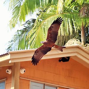 Black Kite (Milvus migrans affinis)
