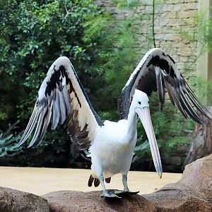 Australian Pelican (Pelecanus conspicillatus)