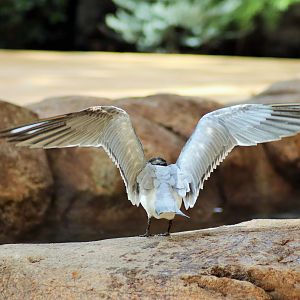 Crested Tern (Thalasseus bergii)