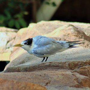 Crested Tern (Thalasseus bergii)