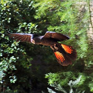 Red-tailed Black Cockatoo (Calyptorhynchus banksii)