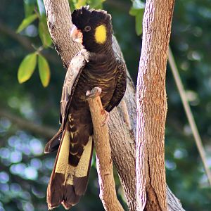 Yellow-tailed Black Cockatoo (Calyptorhynchus funereus)