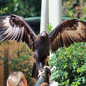 Wedge-tailed Eagle (Aquila audax)