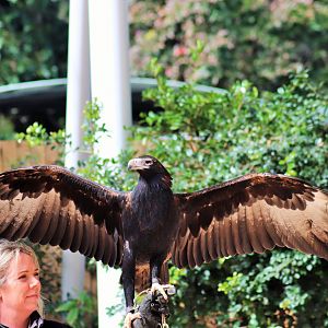 Wedge-tailed Eagle (Aquila audax)