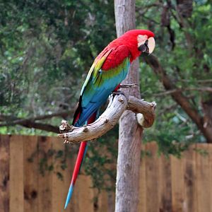 Green-winged Macaw (Ara chloropterus)