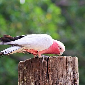 Galah (Eolophus roseicapilla)