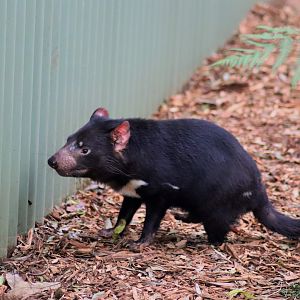 Tasmanian Devil (Sarcophilus harrisii)