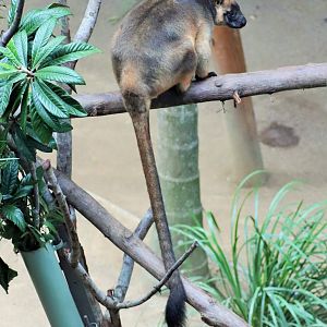 Lumholtz’s Tree Kangaroo (Dendrolagus lumholtzi)