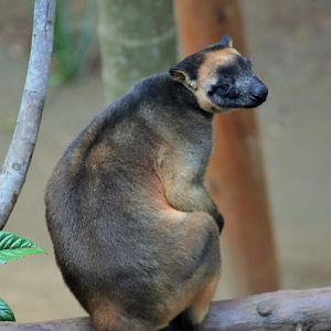 Lumholtz’s Tree Kangaroo (Dendrolagus lumholtzi)