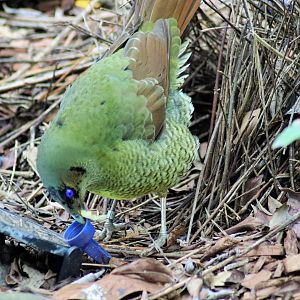 Courtship Display of Satin Bowerbird