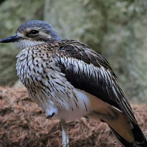 Bush Stone Curlew (Burhinus grallarius)