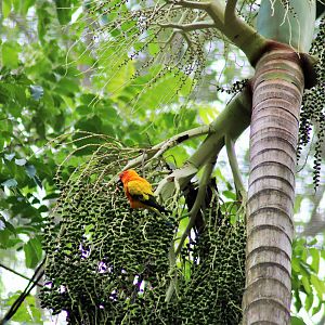 Sun Conure (Aratinga solstitialis) in Palm Tree