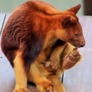 Goodfellow's Tree Kangaroo (Dendrolagus goodfellowi)