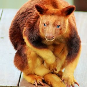 Goodfellow's Tree Kangaroo (Dendrolagus goodfellowi)