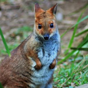 Red-legged Pademelon (Thylogale stigmatica)