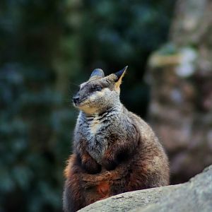 Brush-tailed Rock Wallaby (Petrogale penicillata)