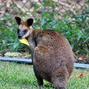 Swamp Wallaby (Wallabia bicolor)
