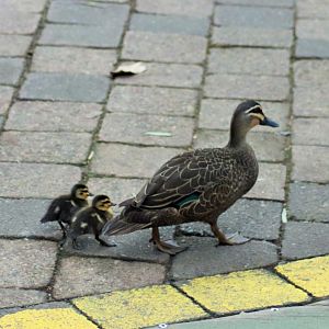 Wild Pacific Black Duck and Ducklings (Anas superciliosa)