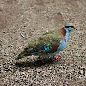 Brush Bronzewing (Phaps elegans)