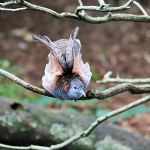 Bar-shouldered Dove (Geopelia humeralis)