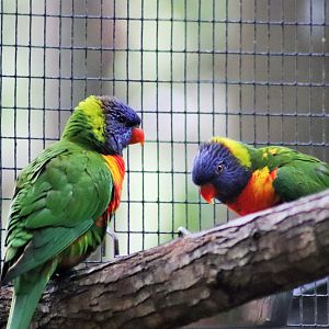 Rainbow Lorikeets (Trichoglossus moluccanus)