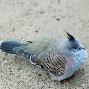 Crested Pigeon (Ocyphaps lophotes)
