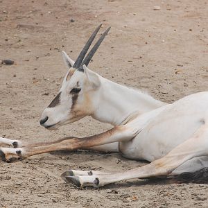 Arabian oryx juvenile - Peshawar zoo 6/23/2019