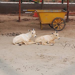 Arabian oryx calves - Peshawar zoo 6/23/2019